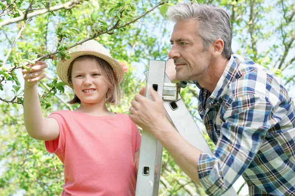 Uomo con giovane ragazza guardando germogli — Foto Stock