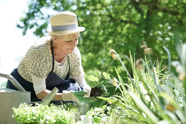 Femme âgée jardinage — Photo