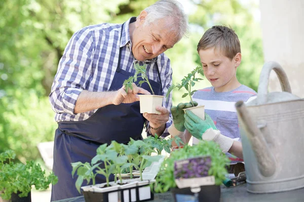Nonno con nipote giardinaggio — Foto Stock