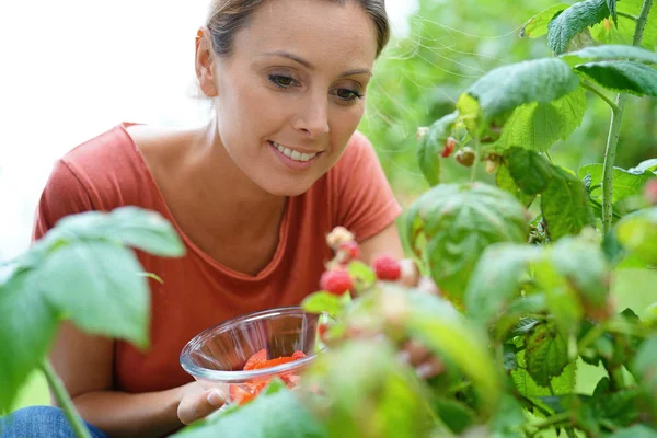 Vrouw die frambozen plukt — Stockfoto