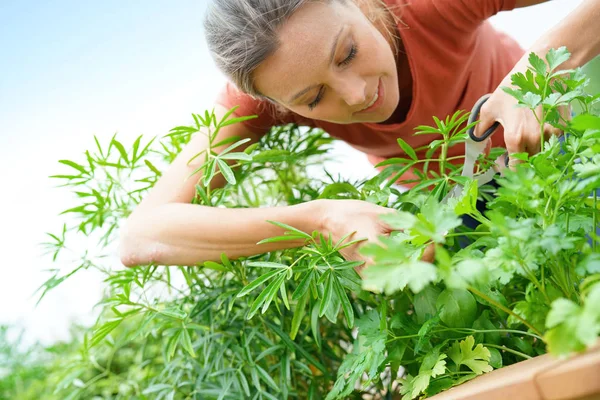 Woman cutting  herbs — Stock Photo, Image
