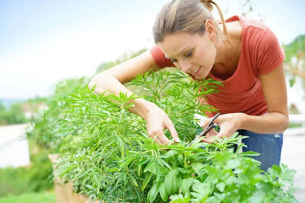 女人切割草药 — 图库照片