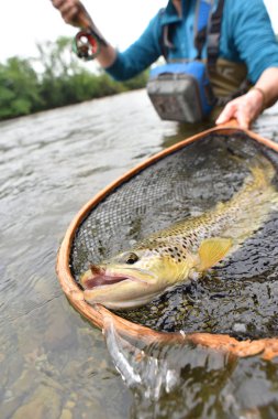  tarafından FlYFiShErMaN yakalanma alabalık