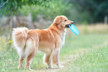 Oynayan golden Retriever köpek