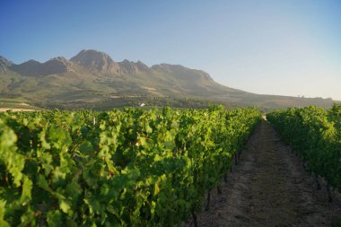 Stellenbosch üzüm bağları görünümünü
