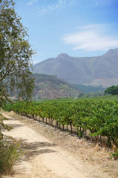 Vue sur les vignobles de Stellenbosch — Photo