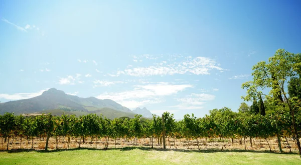 Vineyards, Jihoafrická republika — Stock fotografie