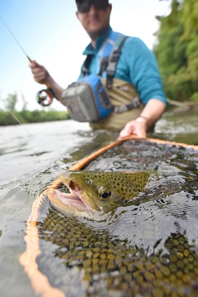 Trout being caught by flyfisherman — Stock Photo, Image