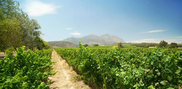 Vineyards, Jihoafrická republika — Stock fotografie