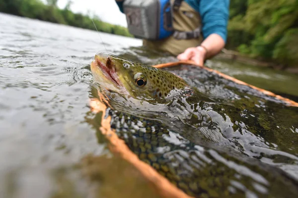  tarafından FlYFiShErMaN yakalanma alabalık