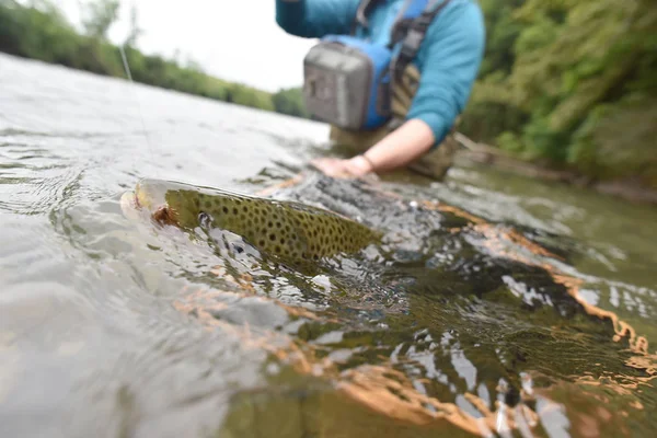 Flyfisherman 被抓到的鳟鱼 — 图库照片