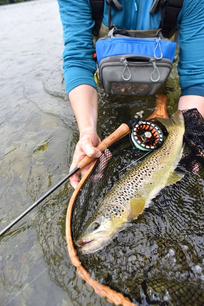 Πέστροφα να συλληφθούν από flyfisherman — Φωτογραφία Αρχείου