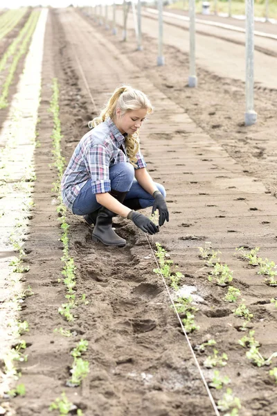 Ung kvinna plantering ekologisk sallad — Stockfoto