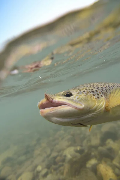 Brown trout being caught — Stock Photo, Image