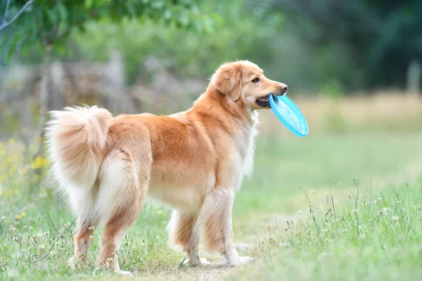 Golden Retriever cão jogando — Fotografia de Stock