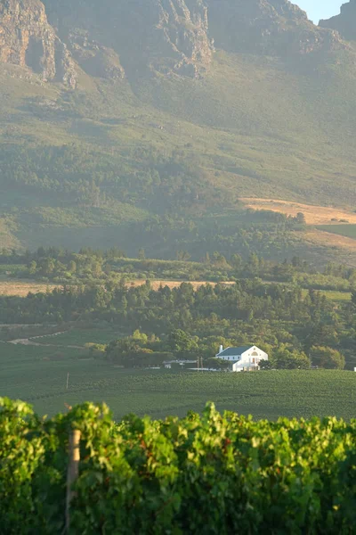 Pohled na vinice Stellenbosch — Stock fotografie