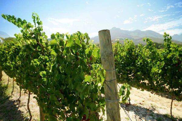 Vigneti, Sud Africa — Foto Stock