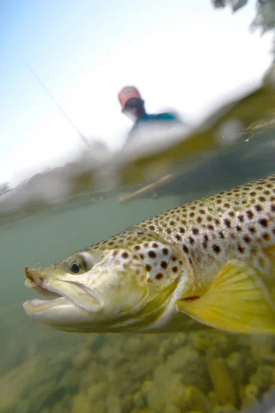 Brown trout being caught — Stock Photo, Image