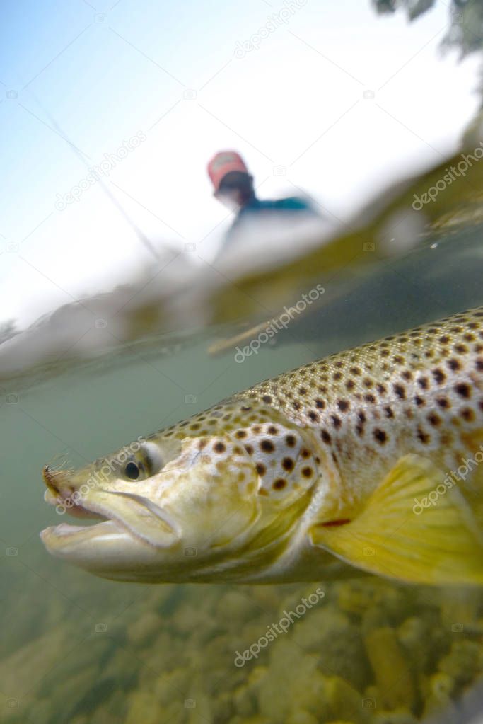  brown trout being caught