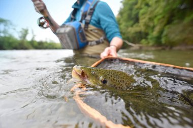  tarafından FlYFiShErMaN yakalanma alabalık