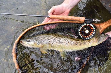  tarafından FlYFiShErMaN yakalanma alabalık