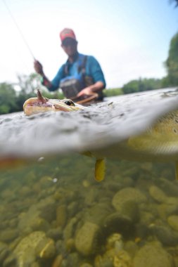  kahverengi alabalık yakaladı olmak
