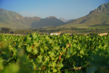 View of Stellenbosch vineyards clipart