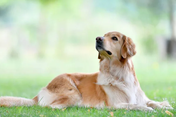 Golden Retriever Hund im Park — Stockfoto