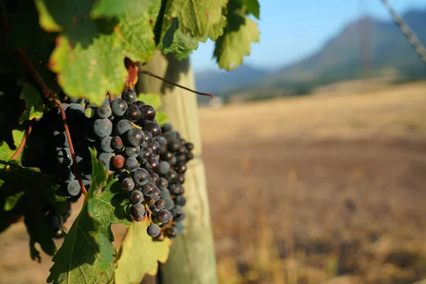Druvor, Stellenbosch vingård — Stockfoto