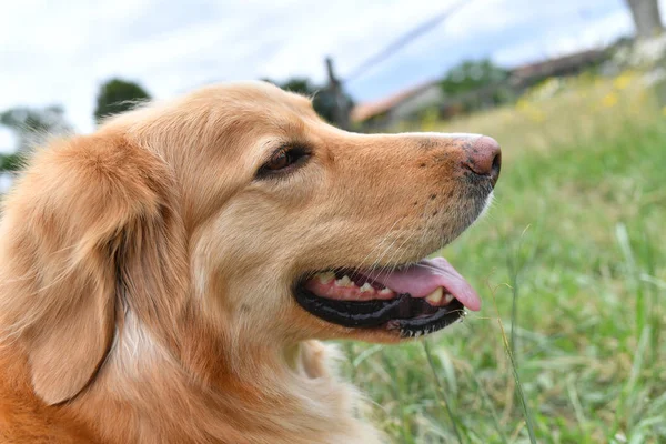 Cane golden retriever in cortile — Foto Stock