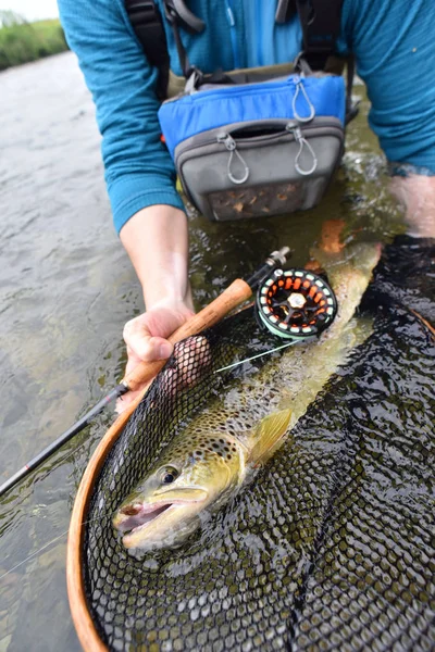 Πέστροφα να συλληφθούν από flyfisherman — Φωτογραφία Αρχείου