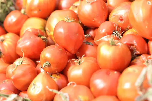 Rote frische Tomaten — Stockfoto