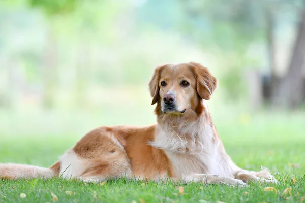 Golden Retriever Hund im Park — Stockfoto