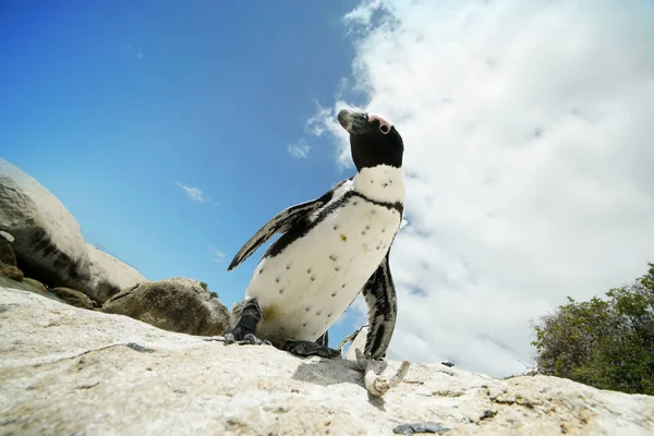 Pingvinerna i Boulders Beach — Stockfoto