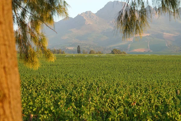 Pohled na vinice Stellenbosch — Stock fotografie