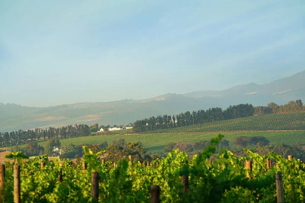 Pohled na vinice Stellenbosch — Stock fotografie