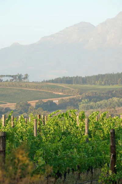 Pohled na vinice Stellenbosch — Stock fotografie