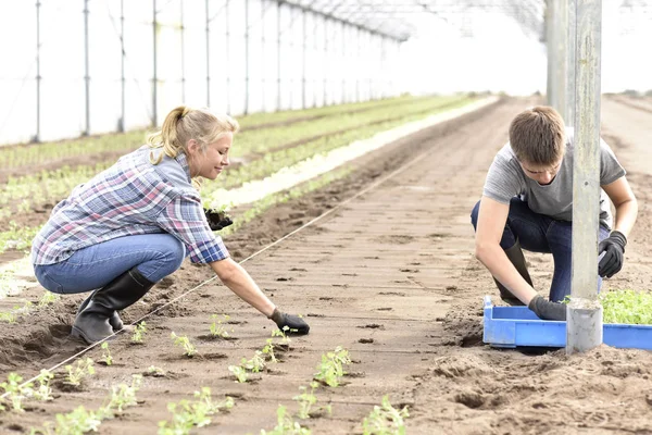 Gli studenti piantare lattuga biologica — Foto Stock