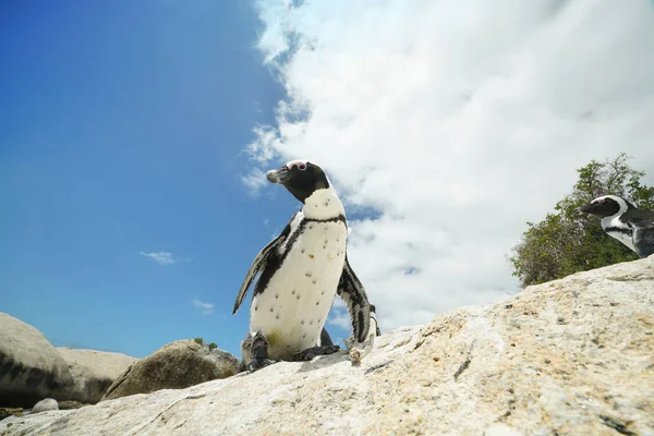 Πιγκουίνοι στο Boulders Beach Εικόνα Αρχείου
