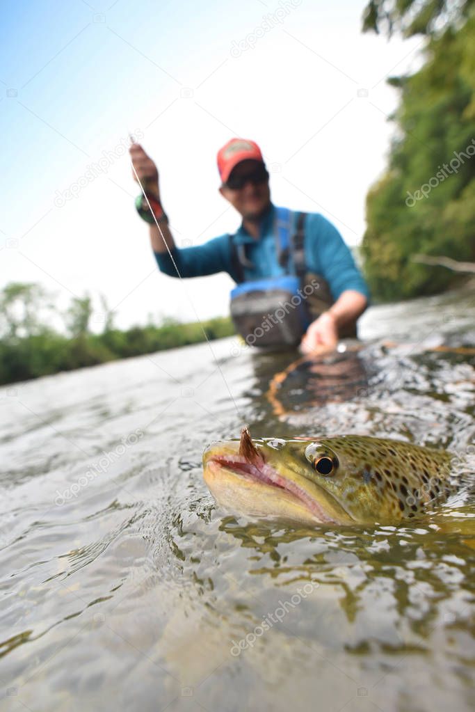  trout being caught by flyfisherman