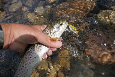  Yüzücü ile alabalık yakalamak