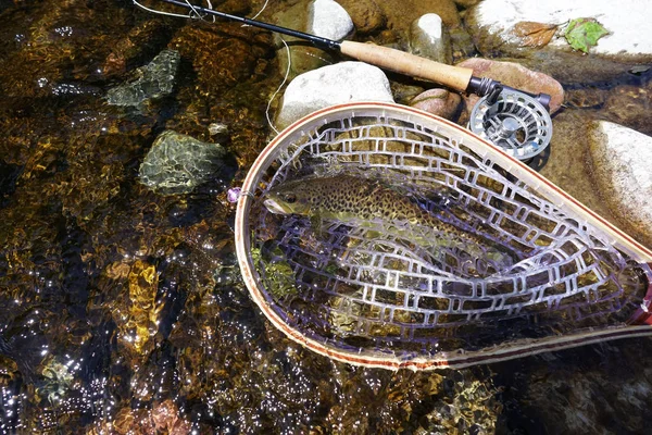 Brown trout fly catch — Stock Photo, Image