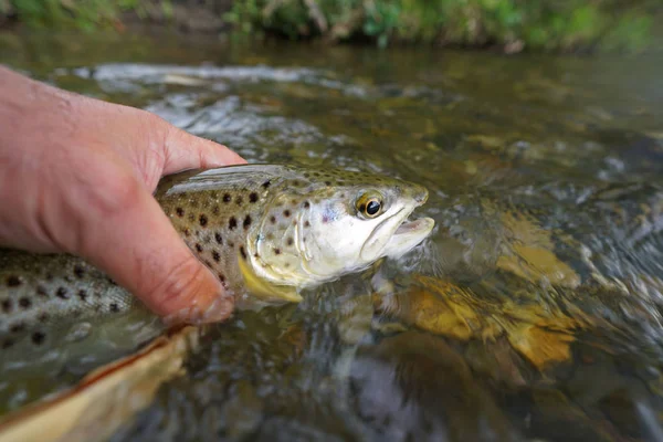 Catch kahverengi alabalık fly — Stok fotoğraf