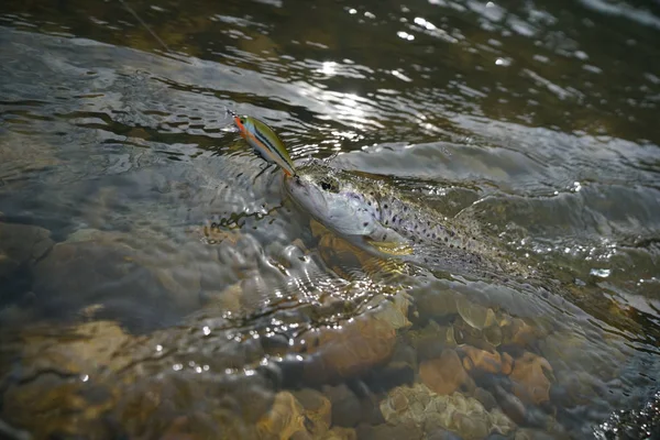 Trout catch with swimmer — Stock Photo, Image