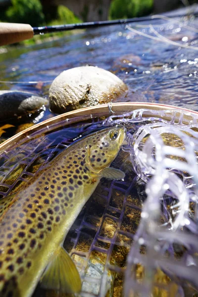 brown trout fly catch