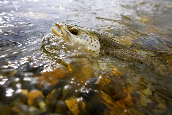 Brown trout fly catch — Stock Photo, Image
