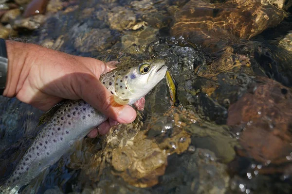 Forellenfang mit Schwimmer — Stockfoto