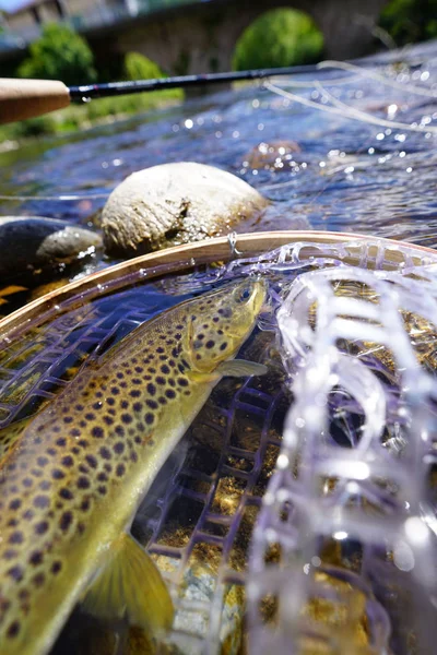 Brown trout fly catch — Stock Photo, Image