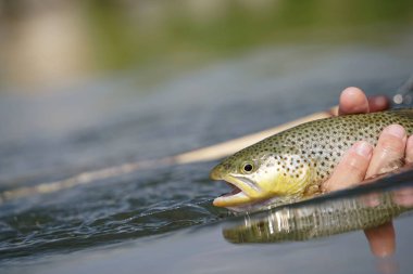 kahverengi alabalık yakaladı olmak