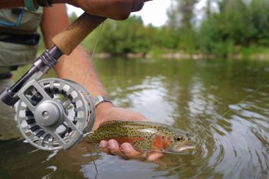 Gökkuşağı alabalığı sinek balıkçı tarafından yakalandı